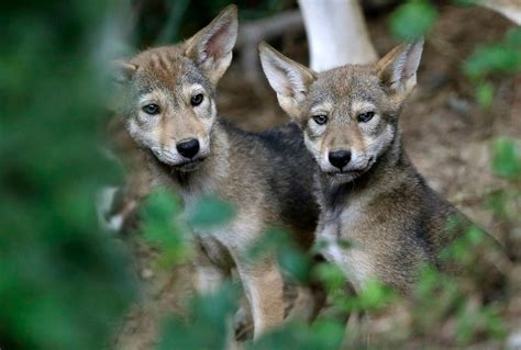 Red Wolf Pups Part Of An Endangered Species Were Born For The First