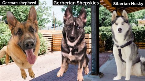 German Shepherd Siberian Husky Mix The Gerberian Shepsky Youtube