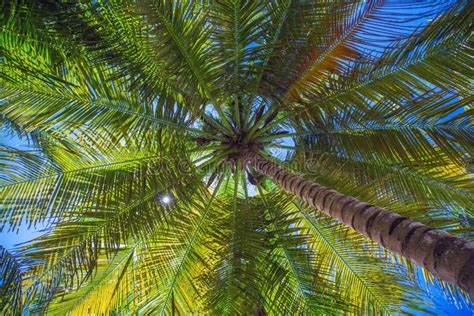 Coconut Palm Trees Perspective View Stock Image Image Of Tropical