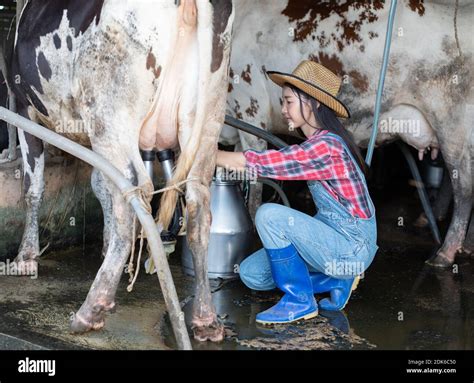 Young woman milking cow Fotos und Bildmaterial in hoher Auflösung Alamy