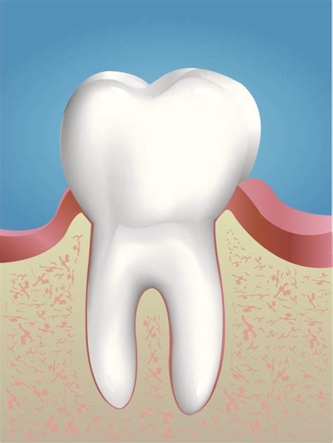 Importance Of Healthy Gums Indianapolis In Dentist