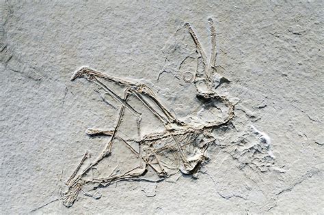 Pterosaur Fossil Stock Image C0084858 Science Photo Library