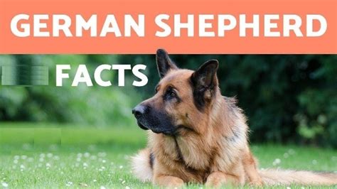 19 Amazing German Shepherd Facts Gsd Breed Info Pet Care Stores
