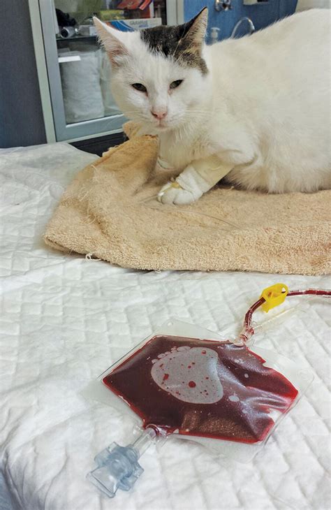 Minimizing Risk For Feline Transfusion Transmissible Infections