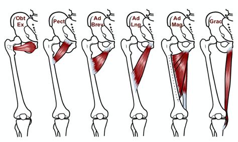 Anatomy of the short head of the biceps brachii muscle. 10 Clinical Pearls and One Very Useful Test for Groin Strain | ChiroUp