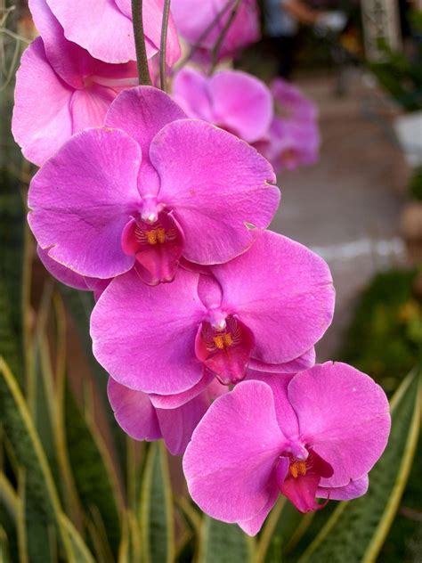 Orchid Flower Photo Free Stock Photo Public Domain Pictures