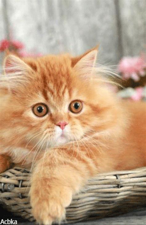 Kittens Love ♡♥♡ Kitten Love Orange Cats Love  Beautiful Cats