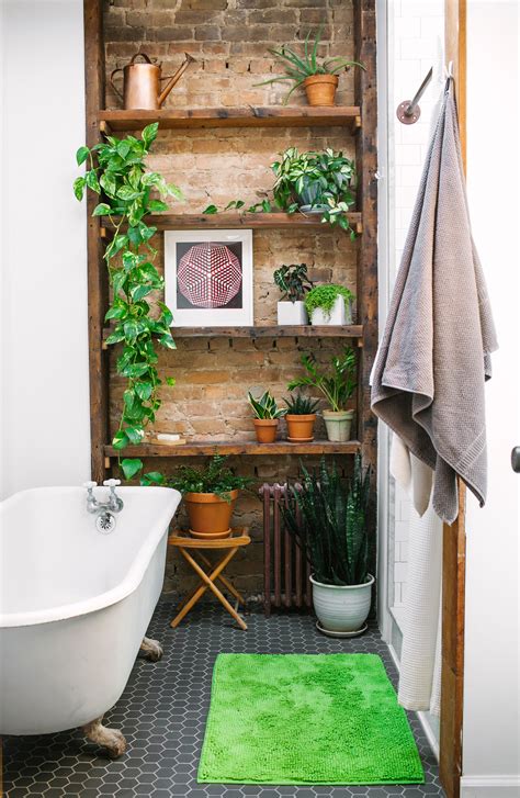 How To Make Bathroom Plants Work With Minimal Space Low Lighting And