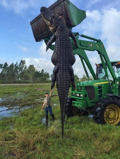 15 Foot Alligator Caught Eating Cattle Is Killed In Okeechobee Florida