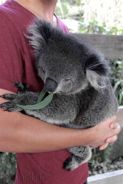 Where To Cuddle A Koala In Adelaide Gorge Wildlife Park Diy Travel Hq