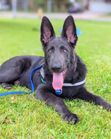 Blue German Shepherd Facts Genetics Health Pictures And Faqs