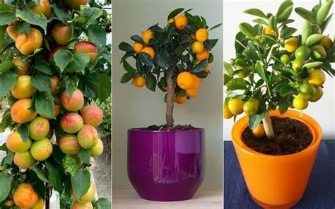 15 Best Indoor Fruit Trees That Will Thrive In Your Living Room