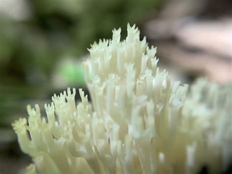Artomyces Pyxidatus Crown Tipped Coral Mushrooms Of Ct