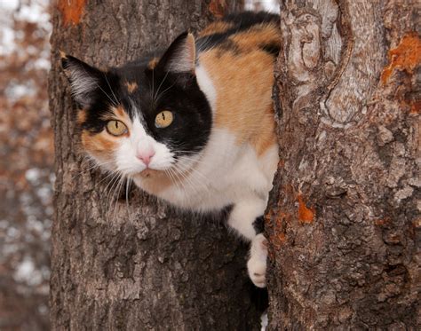 Best Things About Calico Cats Cats And Meows