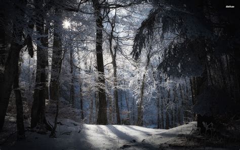 Snowy Forest Desktop Wallpaper Wallpapersafari