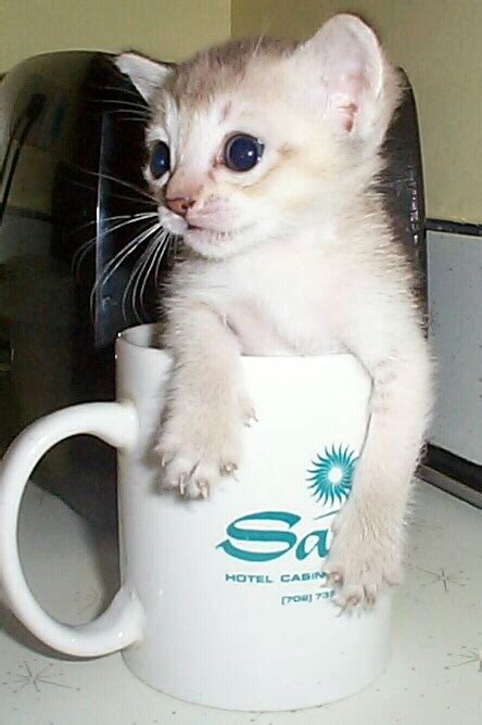 Katzen scottish fold serengeti siam katzen sibirische katze singapura somali sphynx katze thai katze tierheim tonkanese toyger türkisch angora & van. Singapura Cat Breed | Top Cat Directory