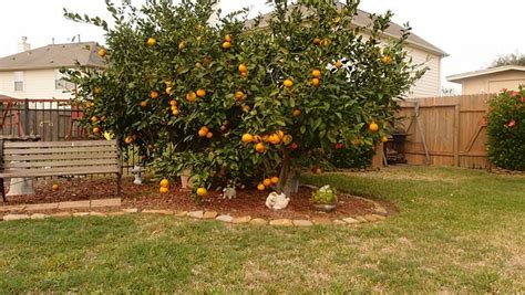 How To Grow A Fruit Tree 12 Fruit Trees You Can Grow Indoors House