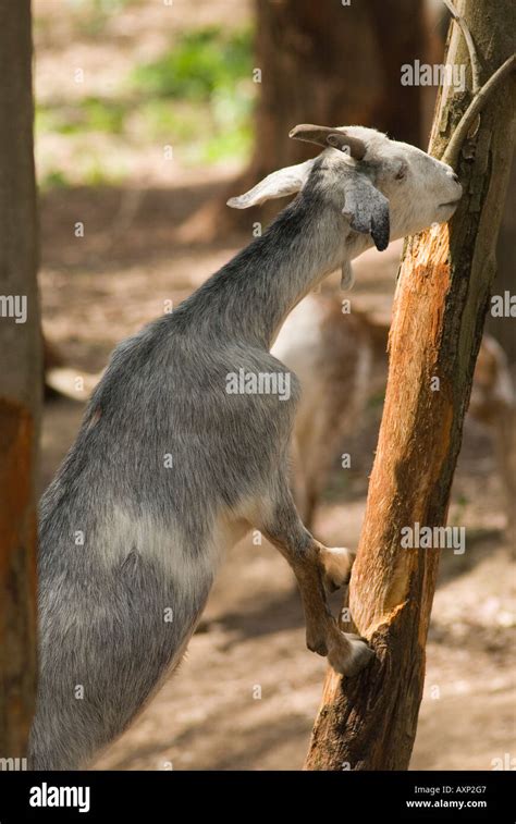 Goat Eating Bark Of Tree Stock Photo Alamy