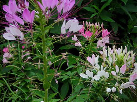 Corporate events, weddings & celebrations. Cleome (Spider Flower), Queen Mix
