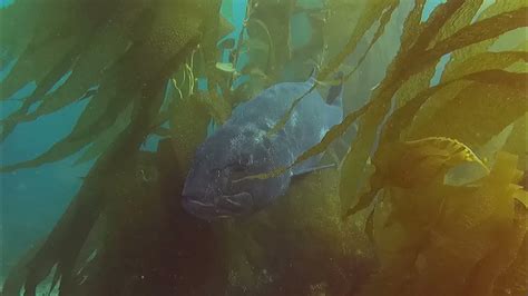 Chillin With A Giant Sea Bass Youtube