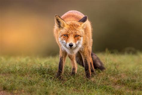 Red Fox Rotfuchs Vulpes Vulpes Frank Schauf Flickr