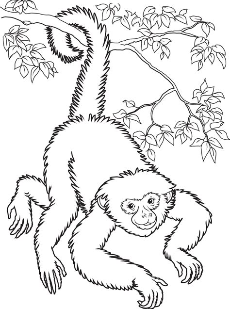 Spider Monkey Coloring Page At Free Printable