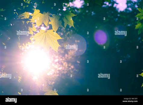 Bright Sunlight With Lens Flare Shining Through Maple Leafs On Blurred