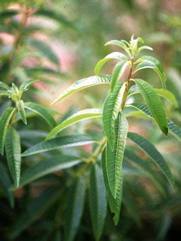 Lemon verbena and lemon balm are two distinct herbs; Images Of Lemon Verbena Alousia Trifolia / Tropical Plant ...