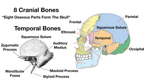 Skull Anatomy Cranial Bone And Suture Labeled Diagram Names Mnemonic — Ezmed