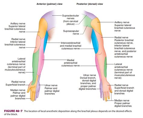 Cutaneous Nerves Upper Limb Anatomy Medizzy Hot Sex Picture