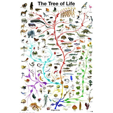 Evolution Tree Of Life Featuring Charles Darwin 24x36 Poster Print