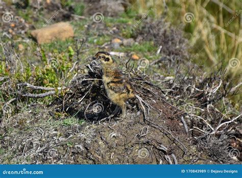 Super Cute Ruffed Grouse Chick On Moorland In England Stock Image