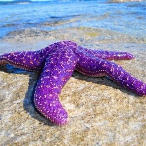 Purple Starfish Equinodermos Criaturas Marinhas Estrela Do Mar