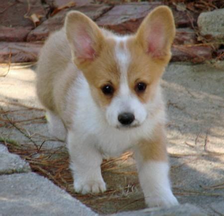 The current median price for all cardigan welsh corgis sold is $0.00. Pembroke Welsh Corgi Puppies For Sale | Portland, OR #254448