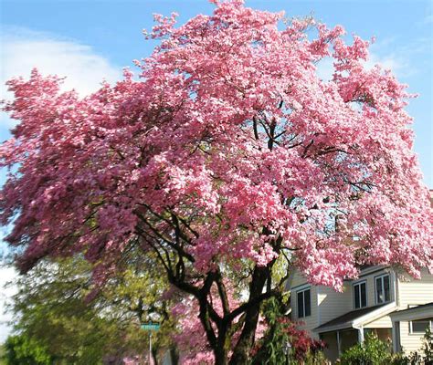 These blooms are especially remarkable against the dogwood's vibrant greenery and broad, upright growth habit. Pink Flowering Dogwood