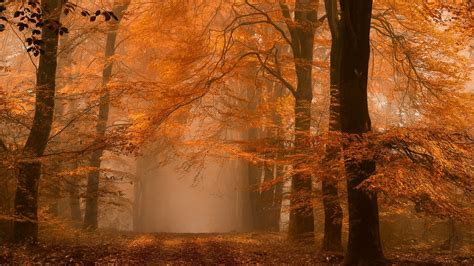 Nature Landscape Forest Fall Mist Path Amber Leaves