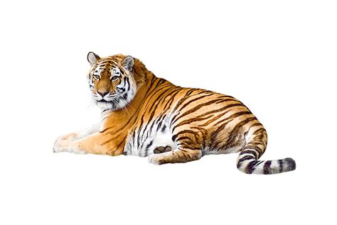 Free Download Tiger Photograph Cute Tiger Isolated On White Background