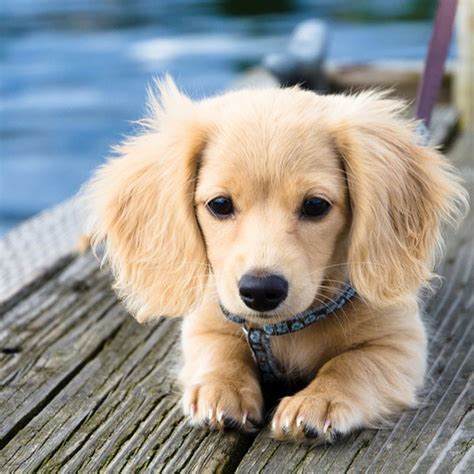 Ready to leave ready to leave: And Now, More Dachshund Puppy Pictures Than You Can Handle