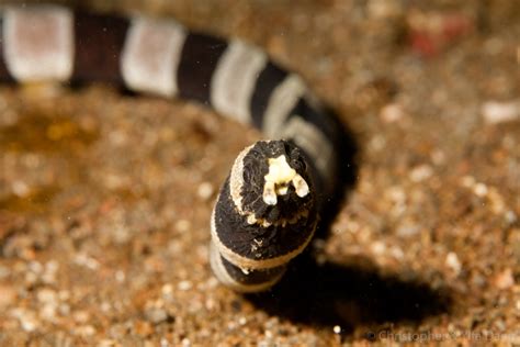 Harlequin Or Banded Snake Eel Myrichthys Colubrinus ·