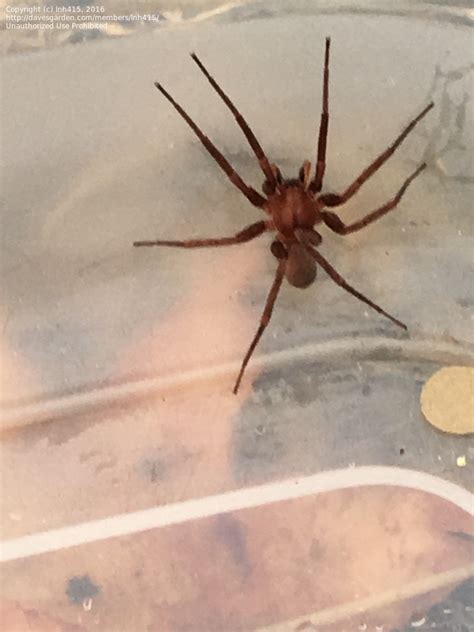 Insect And Spider Identification Brown Recluse Or 1 By Lnh415