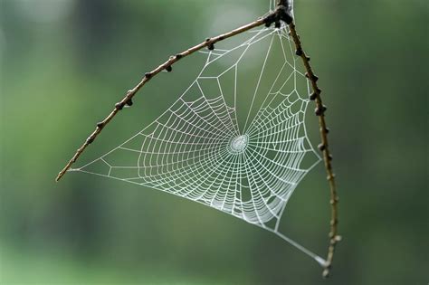 Paukova mreža arhitektonsko čudo