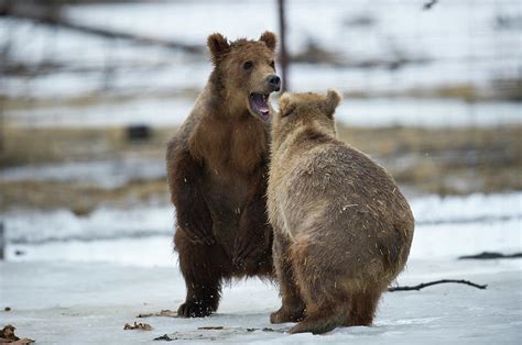Kodiak Bear Cubs Girdwood Alaska Photograph By Scott Markewitz Fine