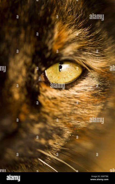 Close Up Cats Eye Hi Res Stock Photography And Images Alamy