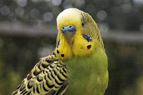 Top 5 Most Popular Talking Pet Birds Talking Parrots By Azhar