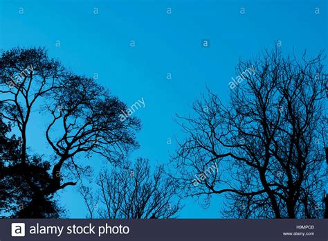 Wood Silhouette Dark Trees Hi Res Stock Photography And Images Alamy