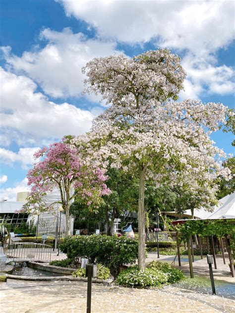 12 Sakura Spots In Singapore With Pretty Pink And White Trumpet Flowers