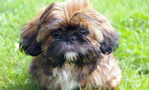 C Mo Es Un Shih Tzu Caracter Sticas Y Temperamento