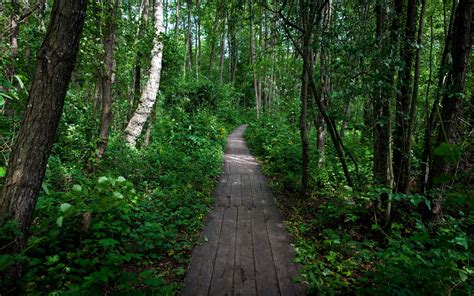 Are you looking for forest background design images templates psd or png vectors files? Cool wallpaper of forest, picture of path, nature ...