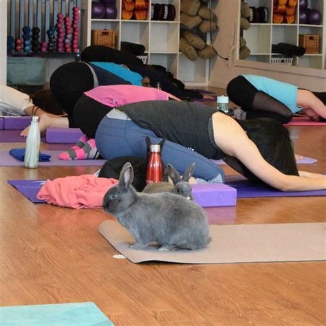 People In Canada Are Doing Yoga With Bunnies And We Just Cant Handle