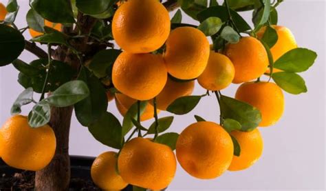 Ornamental Orange Trees 2 Beautiful Options Gfl Outdoors